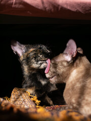 Two adorable cats grooming and licking each other with love while resting on patterned fabric in dramatic sunlight, Brown and Tortoiseshell domestic felines showing affection,  © Tavan