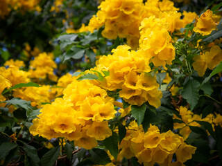 Beautiful bright yellow trumpet flowers blooming densely on tropical shrub with green leaves, natural floral background for spring and summer.