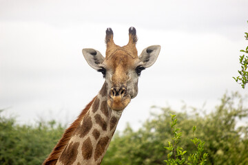 A giraffe stands tall and looks straight at the camera while surrounded by bushes and trees under a cloudy sky in a natural setting during the day.
