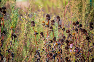 Dried flowers stand tall among greenery as autumn's colors dance in the soft sunlight
