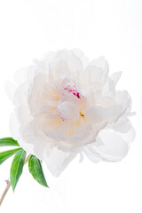 Obraz premium A stunning white peony flower opens gracefully, exuding elegance with a hint of color