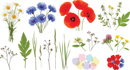 Diverse Collection of Wild and Garden Flowers, Green Leaves, and Grasses Isolated on White Background for Botanical Design Projects