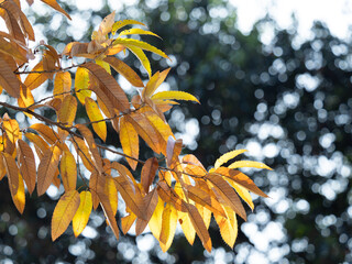 晩秋のアベマキの黄葉