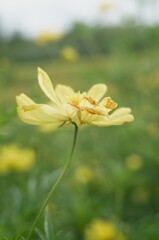 yellow flowers in the garden, macro with aestetic bokeh