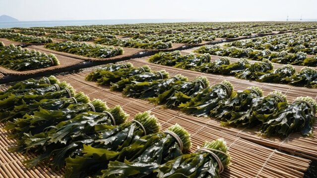 Seaweed farm drying in the sun, rows of harvested kelp.