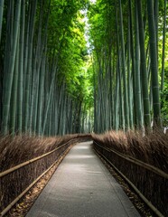 Fototapeta premium Path through a towering bamboo forest in Arashiyama, Kyoto, Japan, showcasing the natural beauty and serene atmosphere of this iconic grove.