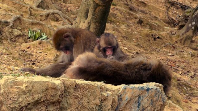 Group of Japanese macaques grooming and resting on a dirt-covered rocky terrain near tree roots in a forested environment.