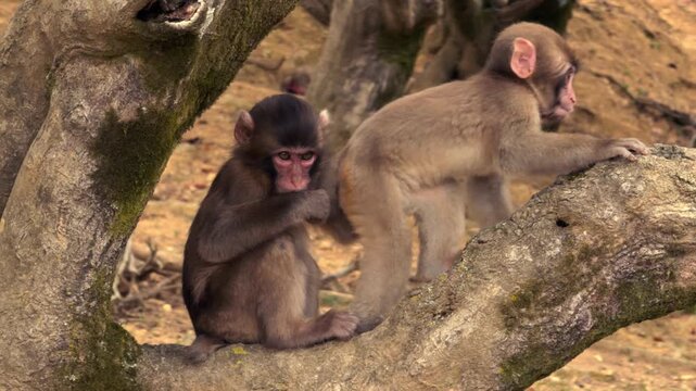 A pair of juvenile Japanese macaques sit close together between moss-covered tree trunks on a forest floor.