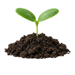 Small Green Sprout with Two Leaves in Soil