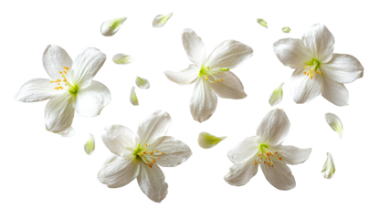 Delicate white flowers, petals scattered