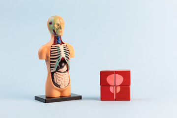 Human anatomical model made with wooden cubes featuring the prostate and bladder icons. Prostate-Specific Antigen (PSA) test awareness concept. Men's health.