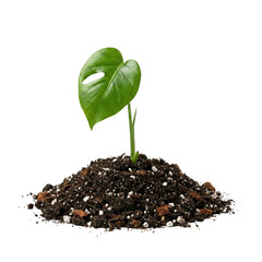 Small Green Monstera Plant Seedling in Soil Pile