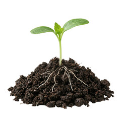 Green Seedling Growing In Soil With Visible Roots