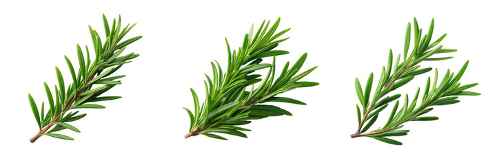 Fototapeta premium A vibrant green, fresh sprig of rosemary, a popular culinary herb, isolated against a clean white background, viewed from above.