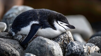 Penguin resting on rocks