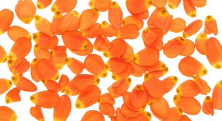 Orange petals scattered on black background transparent background cutout png
