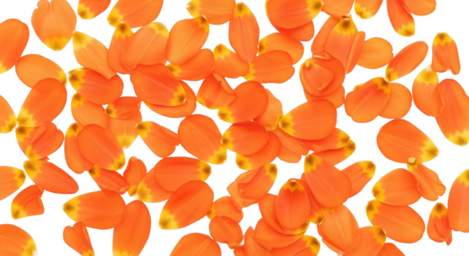 Orange petals scattered on black background transparent background cutout png - Powered by Adobe