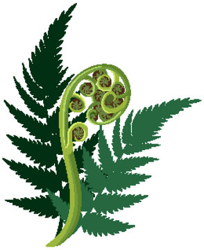 New Zealand Silver Fern and Young Koru Vector Illustration