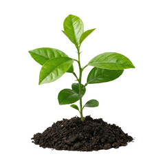 Citrus Plant Seedling Growing In Soil Pile