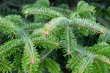 Close-up view of evergreen conifer branches with vibrant green needles, showcasing the intricate details of nature's design and the beauty of seasonal foliage