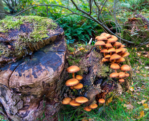 Cluster of fungi growing on a mossy tree stump © Philip