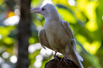 Rare Albino Crow ($Corvus\ philippinus$) Clear Profile in High Contrast, Subject of Philippine News Feature