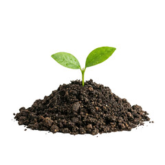 Small Green Plant Seedling Growing In Soil Pile