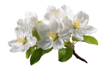 White petals, bright yellow centers, green leaves on dark