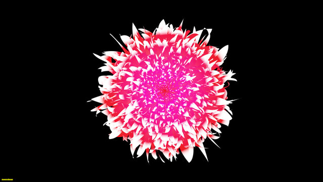 Daliya illstrator Design