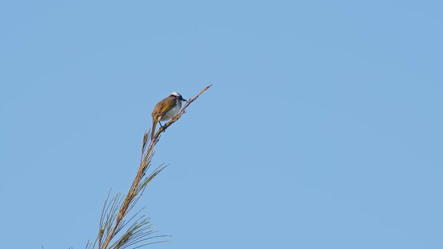 Pair of Light-Vented Bulbuls Perching.