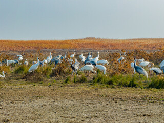 A flock of cranes foraging and roosting in the wetlands
