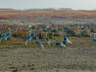 Obraz premium A flock of cranes foraging and roosting in the wetlands