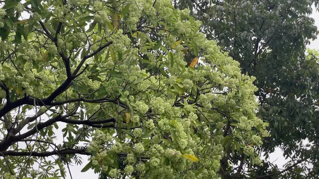 Video of blooming Alstonia scholaris milk flower tree, dense green foliage and fragrant white blossoms swaying gently in the wind, filmed in Vietnam.