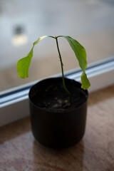 a small, delicate green plant with two broad leaves emerges from dark soil in a black pot, placed on a windowsill with soft natural light filtering through, creating a peaceful ambiance, unfurling
