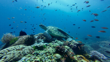 Fototapeta premium A sea turtle rests on a vibrant coral reef. Colorful fish swirl through the blue water around sea turtle, creating a calm underwater scene full of motion and life.
