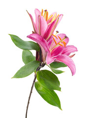 Pink lily flower (Lilium spp.) isolated on white background with clipping path