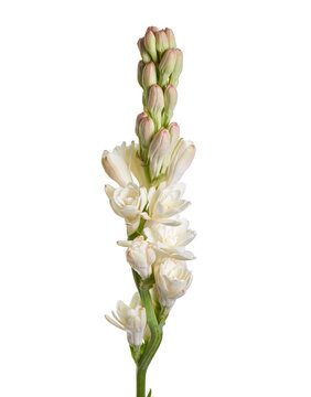 White tuberose flower (Polianthes tuberosa) isolated on white background with clipping path