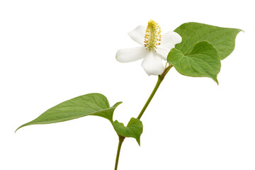 Houttuynia cordata (Fish mint) flower isolated on white background with clipping path