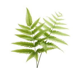 Green sword fern leaf (Nephrolepis exaltata) isolated on white background with clipping path © DEWINs