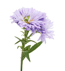 Purple China aster (Callistephus chinensis) isolated on white background with clipping path