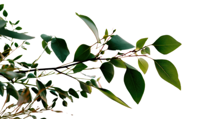 Branch with Green Leaves: A delicate branch, adorned with fresh green leaves, reaches out against the bright open space, symbolizing growth, renewal, and the beauty of spring.