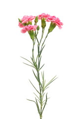Pink carnation flowers (Dianthus caryophyllus) isolated on white background with clipping path