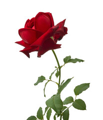 Red Rose Flowers with Green Leaves isolated on white background with clipping path