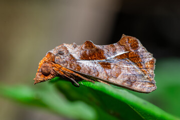 Eudocima fullonia moth perched on fresh green leaves