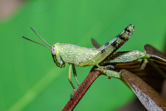 Green grasshoppers perch on fresh leaves.