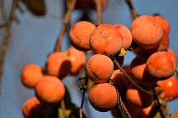 Ripe persimmon fruit, on the branch
