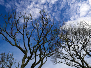 野山を歩きながら空を見上げる。青空の中に凛として木立が伸びていて実に清々しい。腰を下ろして周りを見回していると、そこには若い樹木、成熟した元気いっぱいの樹木、そして静かに佇んでいる老練な樹木。曲がったりねじれたり、逆さになったり、自然の中で生き延びている樹木たち。まるで人の生きざまを見ているようで面白い。