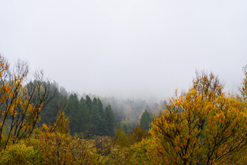 Fototapeta premium Layers of colorful autumn forest trees with green pines and yellow foliage on a hillside obscured by thick white mist and fog on a cloudy day