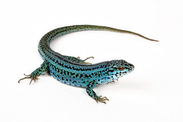 Ibiza wall lizard // Pityusen-Eidechse // lagartija de las Pitiusas (Podarcis pityusensis formenterae) - Formentera, Spain