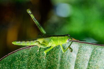 Green grasshoppers perch on fresh leaves.